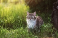 Helios 44-2 58mm F2 pour Nikon