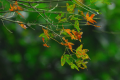 Jupiter-36b 250mm f3.5 objectif russe de Kiev-60 / Pentacon Six