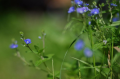 Zenitar 50 mm F1.7 Vintage Lens M42