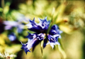 Zenitar 50 mm F1.7 Vintage Lens M42