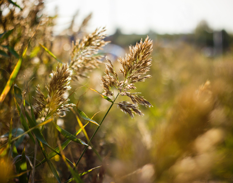 Helios 44M-5 58mm F2 Lens for Sony NEX